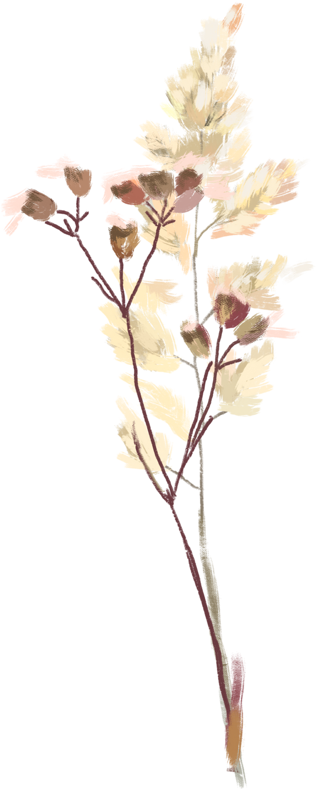 Dried Flower Branches